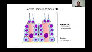 E. Seminario 2.A Masculino. UA2. FMED. UBA