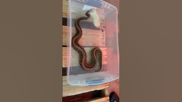 That was close 😅 #florida #snake #python #ballpython #pet #pets #feeding #feed #bigsnake #rat