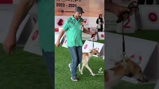 International Arabian Saluki Dog Show in Bahrain #bhmoments #bahrain #news
