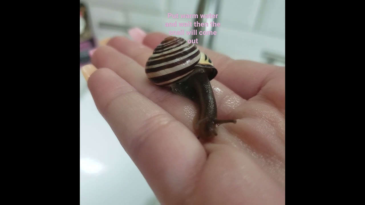 Get a snail to come out of its shell. NOT FOR LAND SNAILS. Video from like 4 years ago dont judge