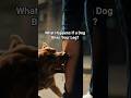 What Happens If a Dog Bites Your Leg? (Scientific Explanation)#dogs #shorts