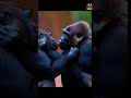 “American Jungle Romance: Two Gorillas, One Love