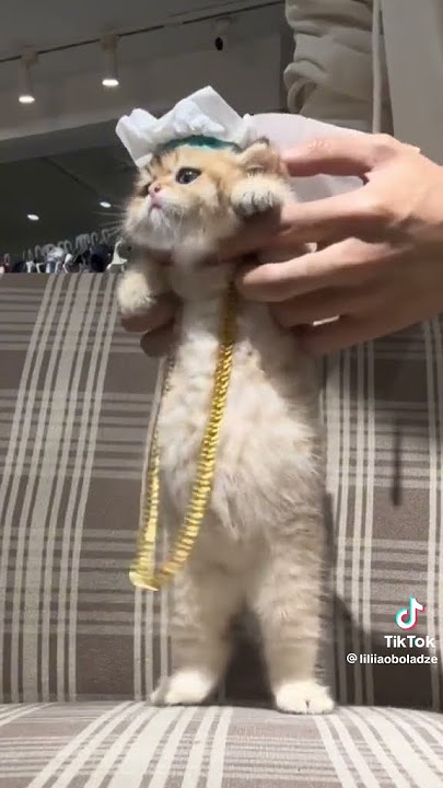 kucing arab😂😂😂 #kucing #lucu #joget