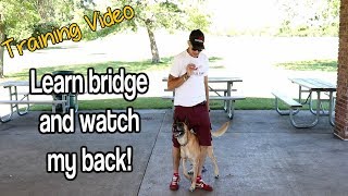 How To Do The Bridge And Watch My Back-Yes! Watch Now by MasterPaw 31,652 views 5 years ago 6 minutes, 21 seconds