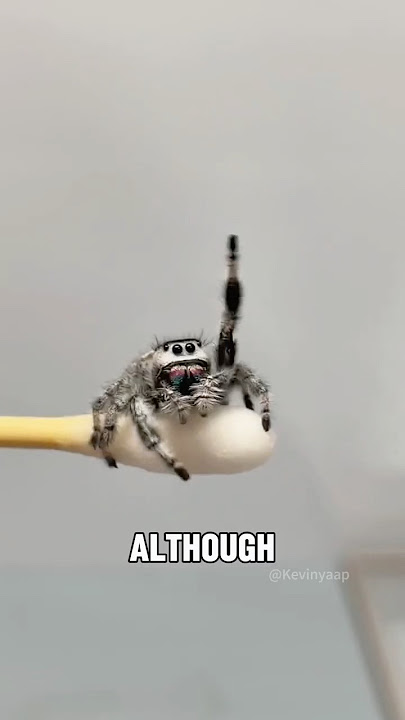 “The cutest spider in the world “#shorts #youtubeshorts #cute #anime #pets