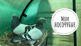 Мои носочубые