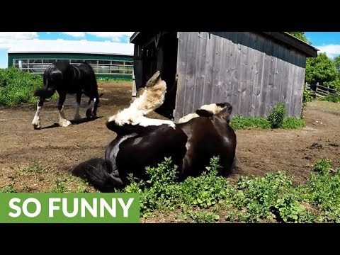 clydesdale-rolls-with-complete-joy-during-sunny-day