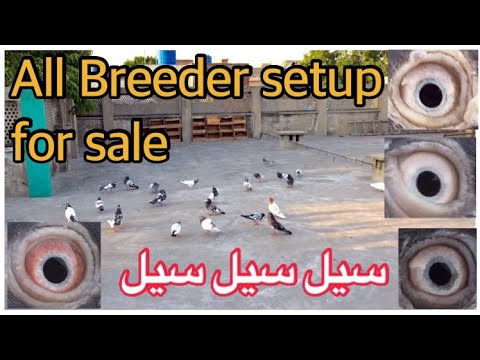 0333-0675106-garranty-wala-stam-wala-breeder-pair-for-sale-cargo