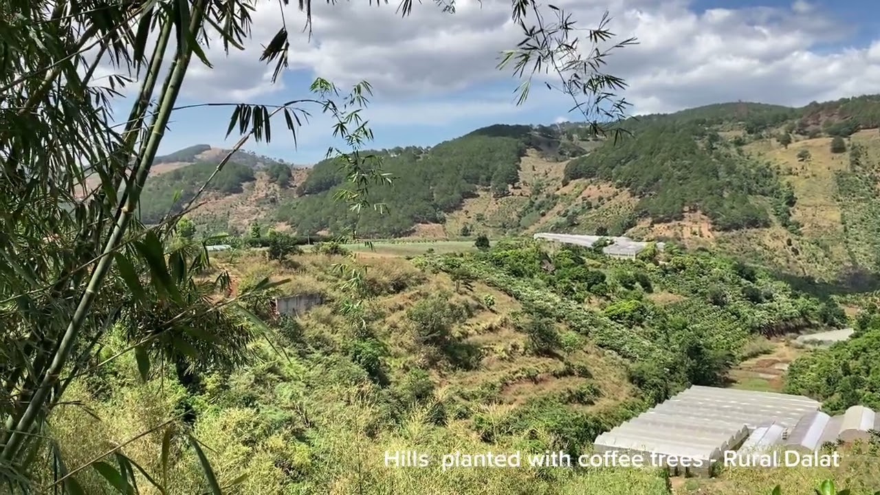 Hills planted with coffee trees - Những đồi trồng cà phê 🤠| Rural Dalat