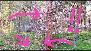 Permaculture Guilds - Plant Relationships can be Wonderful!