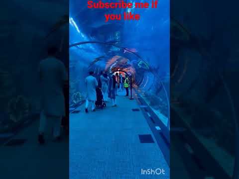 dubai fish aquarium | biggest underwater zoo