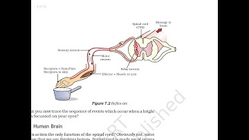 Reflex action | Reflex arc | Control and Coordination | Class 10 | CBSE | NCERT | Biology