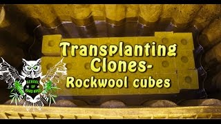 Transplanting Clones into Rockwool Cubes Documentary | Hydroponic Gardening | Grow Marijuana