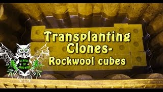 Transplanting Clones into Rockwool Cubes | How to grow hydroponic weed | Grow Marijuana