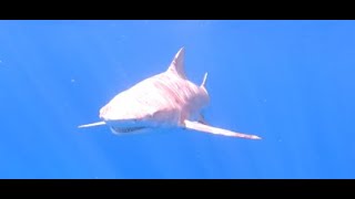 Bronze Whaler Shark Silently Drags Surfer from Board