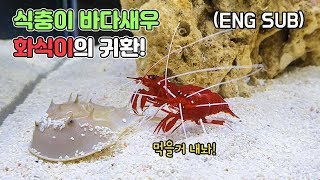 식충이 바다새우 화식이의 귀환 (feat 투구게)(ENG SUB)  [TV생물도감]