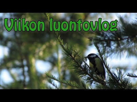 Video: Mitä luonnonvarat ovat?