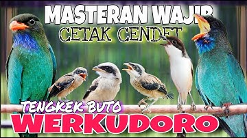 RAHASIA CETAK CENDET TENGKEK BUTO WERKUDORO PANJANG FULL TEMBAKAN DAHSYAT MASTERAN CENDET AMPUH
