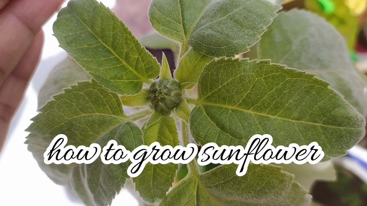 how to grow sunflower in balcony garden care tips सूरजमुखी को
