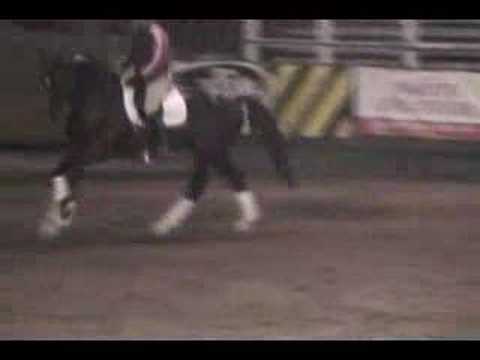 Williams - Dressage Stallion ridden by Steffan Pet...
