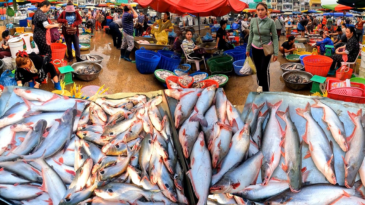Cambodia Fish Distribution Market, Abundant Fish, River Fish, Freshwater Fish Abundant, Wet Markets