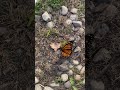 الفراشة المسكينة نائمة او ميتة The Butterfly Is Asleep Or Dead 