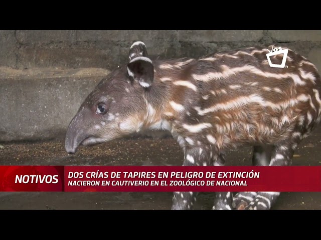 El zoológico de Nacional presenta dos crías de tapir en peligro de extinción