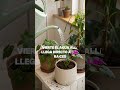 ¿Estás regando mal tus plantas en maceta sin saberlo?
