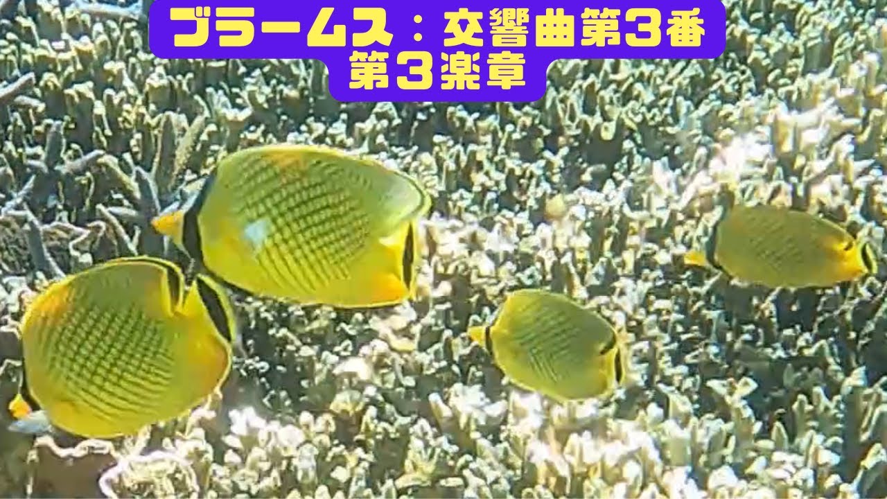 アミチョウチョウウオ Latticed Butterflyfish 4k 水中 Underwater Gopro9 宮古島 海 サンゴ 魚 シュノーケリング 水族館 観光 Youtube