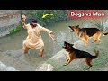 Dogs vs man fight funny  dogs funny