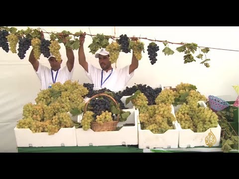 منطقة بن سليمان المغربية تعرف على أرض العنب