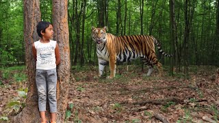 forest tiger attack 🌲🐅 royal bengal tiger attack | tiger attack man in the forest