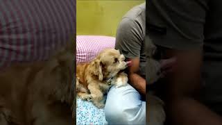 # Lhasa Apso# cute dog# funny video #masti time# toy breed#trending # viral# dog video#shortsvideo
