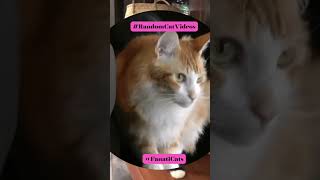 Fanaticats  Random Cat Videos  LaPerm Cats Compilation