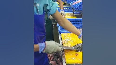 Lọc cá rô phi siêu sạch