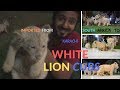 white lion cubs imported from south africa