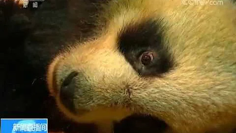 四川眉山一野生大熊猫生病自己来到村民家求助 Sick panda walk to village house for help In Sichuan China - 天天要闻