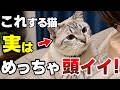 実は見逃している…頭の良い猫ほど見せる10の賢い行動