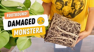 Dividing, Repotting & PROPAGATING Monstera Deliciosa