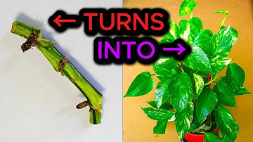 🪵➜🪴 From Stick to Plant?! How to Propagate Pothos & Wet Sticks at Home