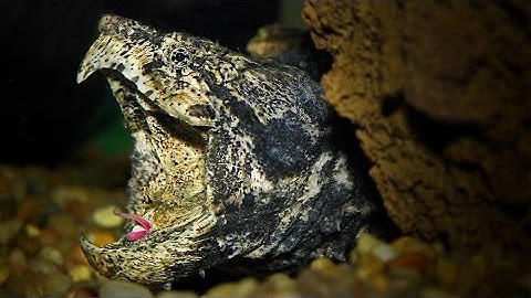 Alligator Snapping Turtle tongue lure! Video