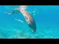 Iberotel costa mares marsa alam  egypt 4k