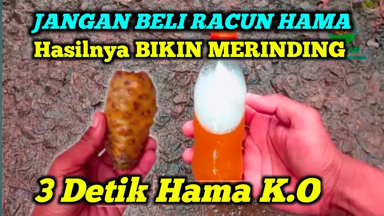 3 DETIK K.O Jangan beli Racun hama dulu Lihatlah Hasilnya