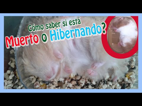 Video: ¿Cómo orinan los gatos?