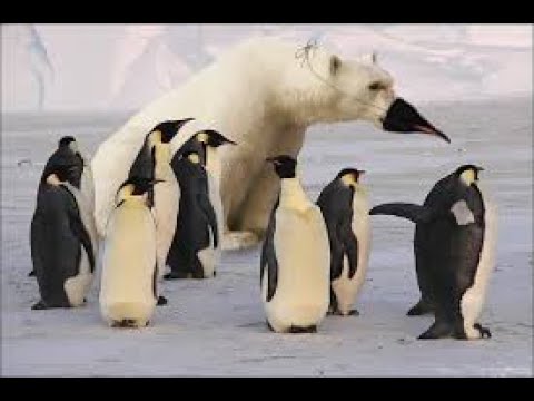 De ce URSUL POLAR nu mănâncă PINGUINI ??