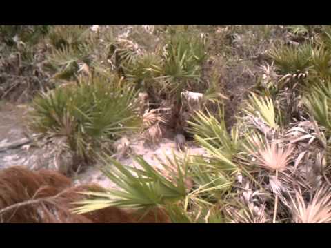 armadillo on hike in Sarasota, FL