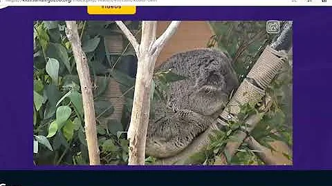 Virtual zoo Field Trip