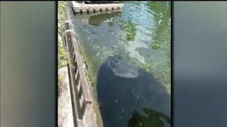 Fish kill reported in Biscayne Bay has officials on high alert