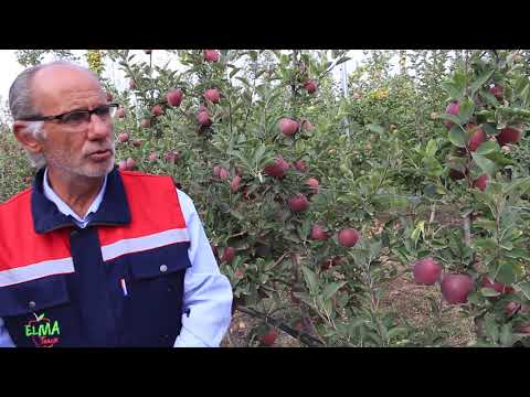 Video: Apple Red Chief: açıklama, dikim ve bakım