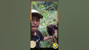 Pacarmu ganteng, bisa cabut singkong tidak || Video lucu ngakak